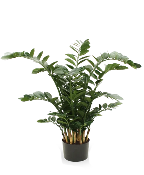 Zamioculcas