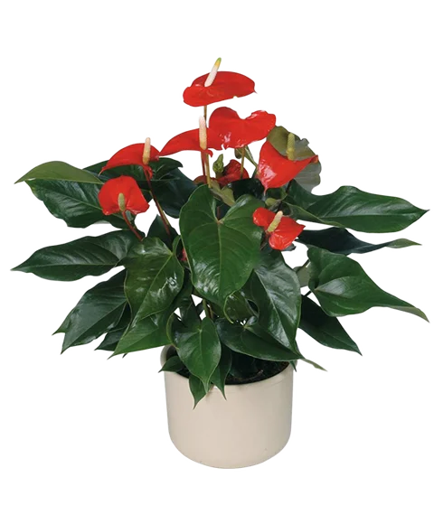 Anthurium