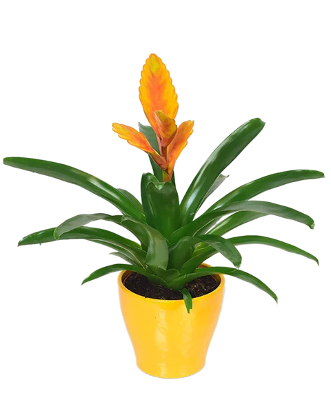 Bromelia